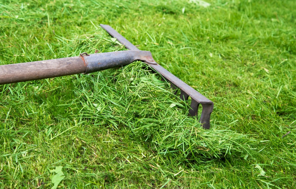 Landscaper holding grass clippings and leaves for mulch.