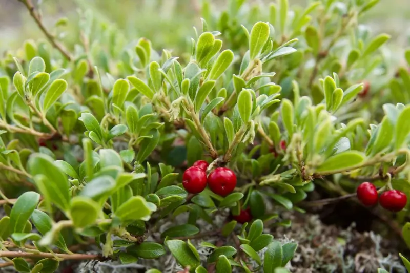 Bearberry ground cover.