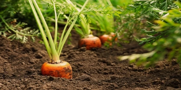 carrots growing in garden