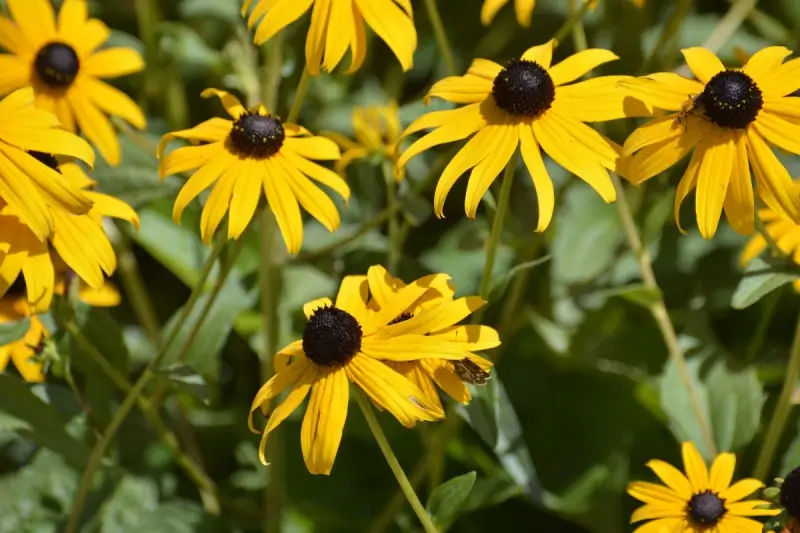 Yellow black-eyed susan flowers.