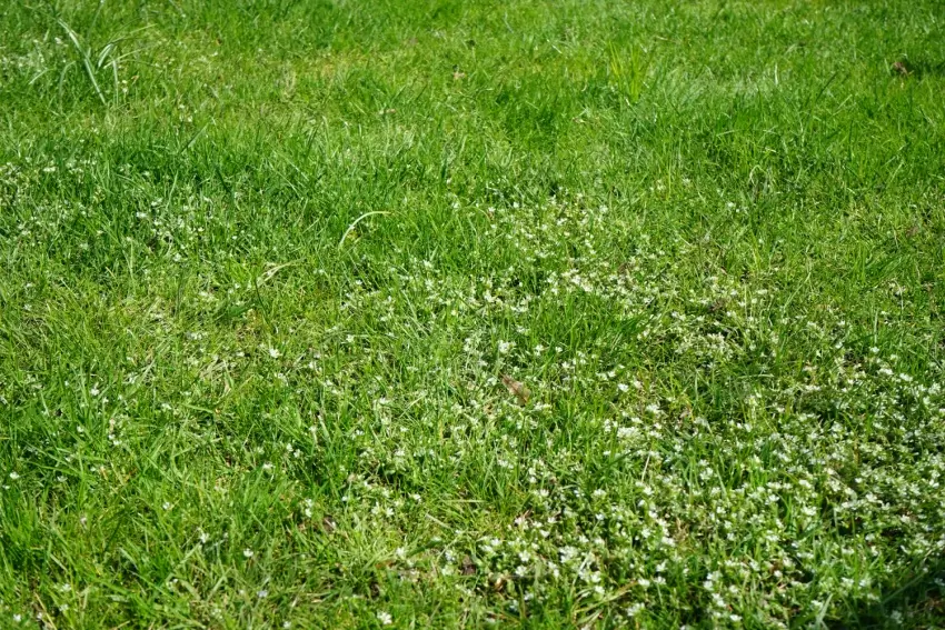 Chickweed growing on a grass lawn.