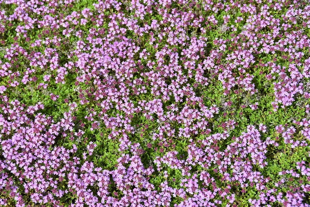 Creeping Thyme