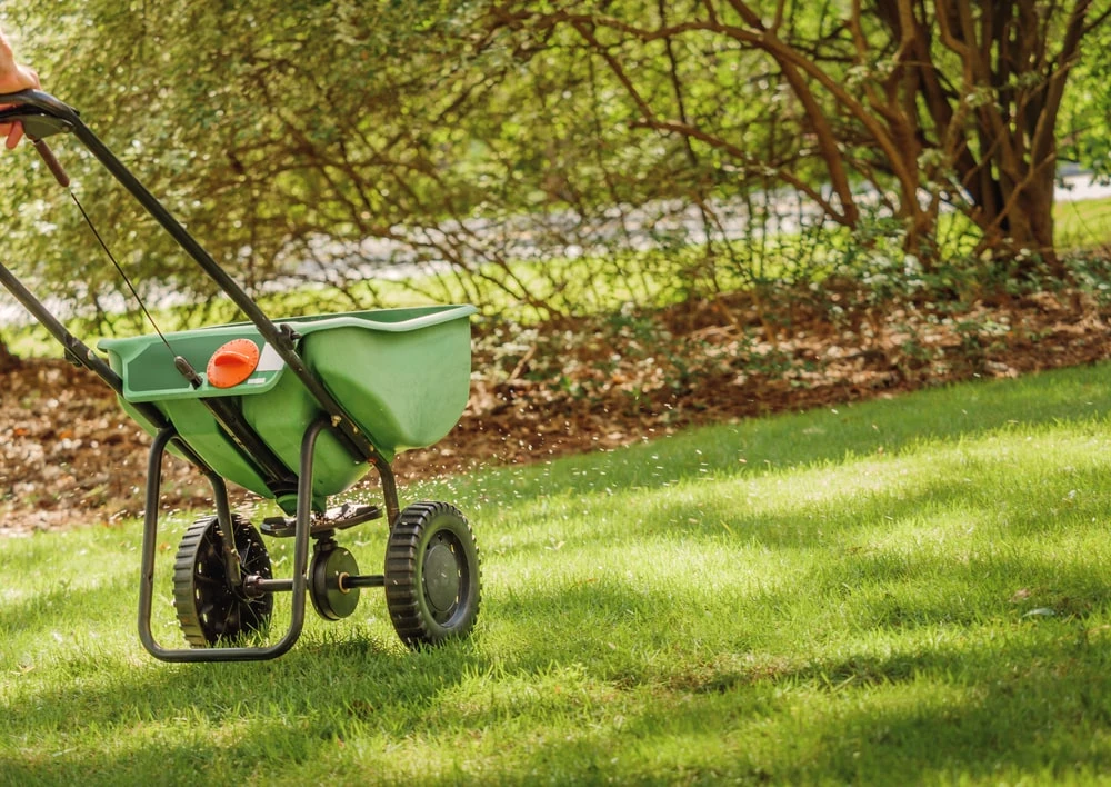 Landscaper applying fertilizer to new lawn.