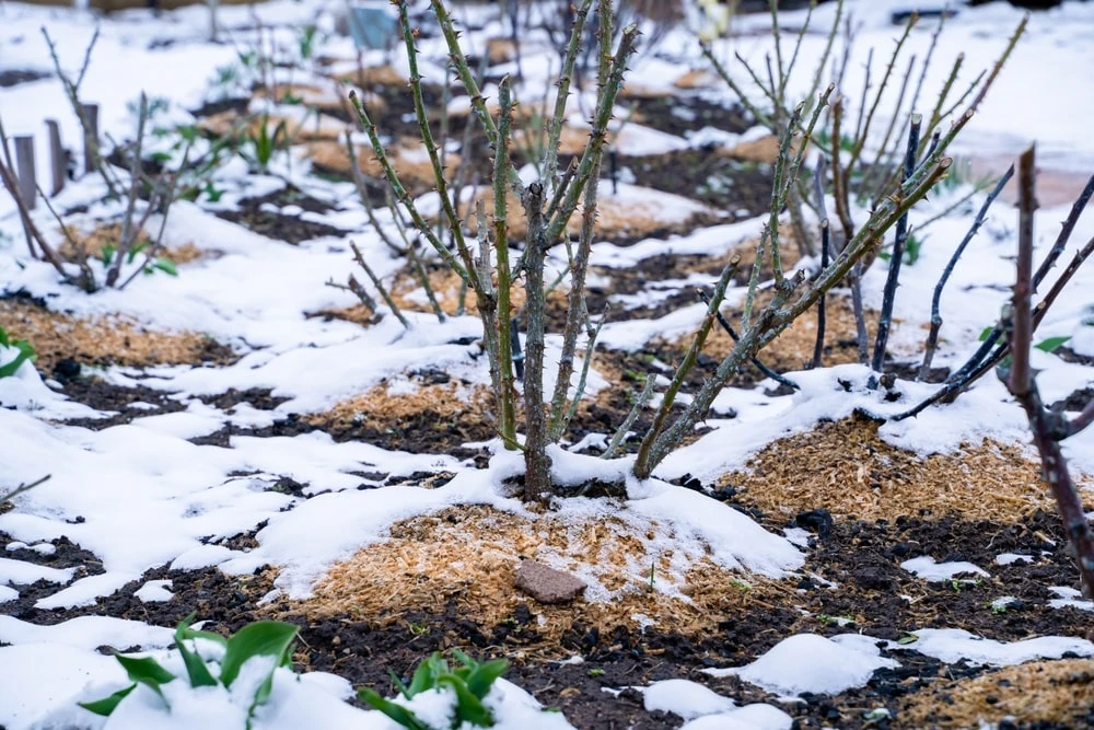 Frozen plants in winter