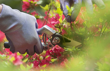 Hand using clips to prune flowering bush.