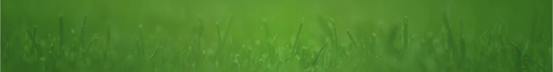 Blades of grass against green background.