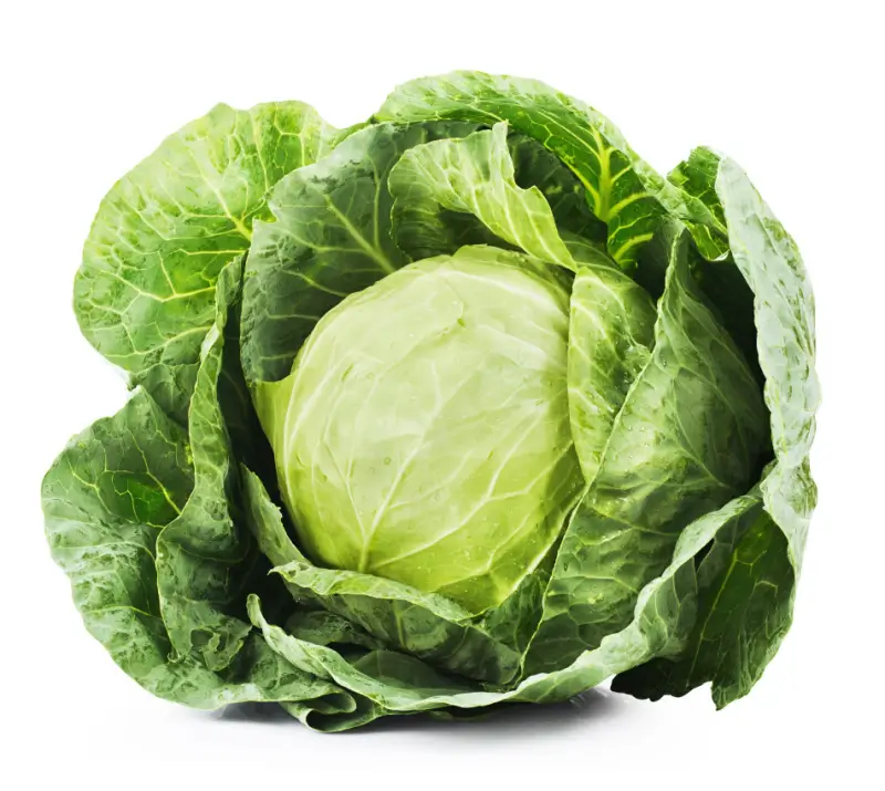 Cabbage