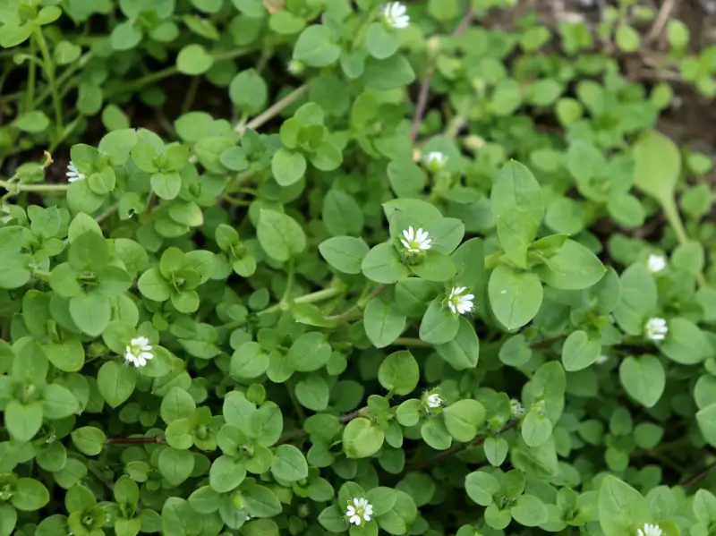 Chickweed.