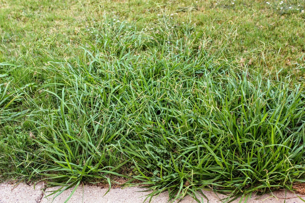 Crabgrass taking over lawn