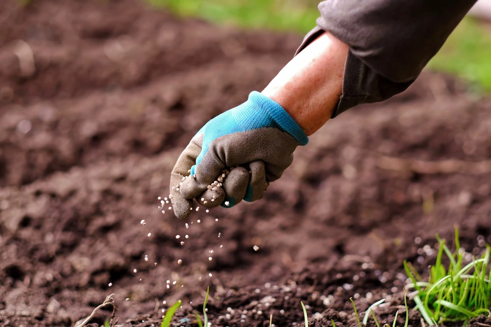 Person applying fertilizer to lawn