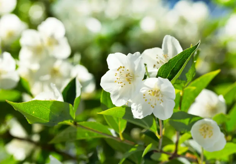 Jasmine flowers in a moon garden