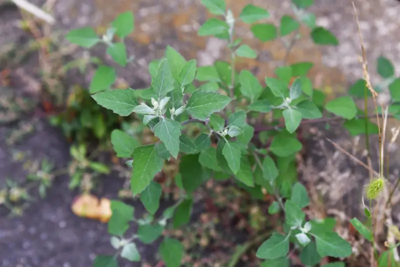 Lambsquarters plant.