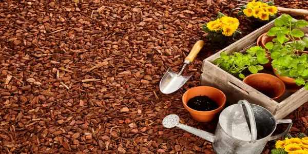 Bed of brown mulch with garden tools, flower, and potted plants at right.