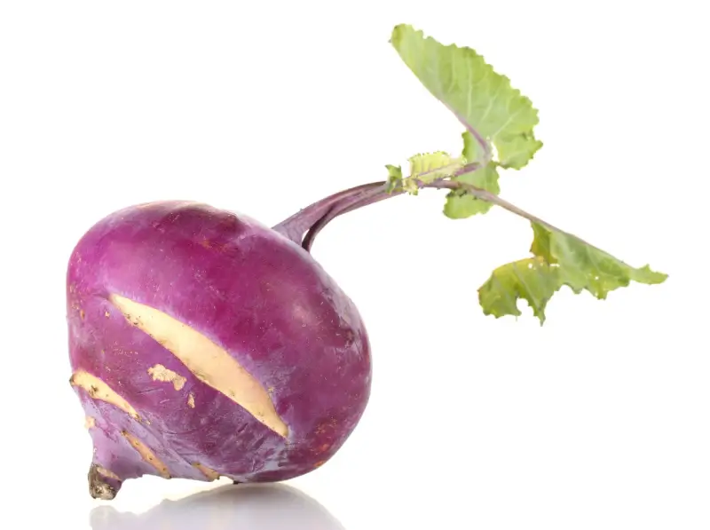 Turnip