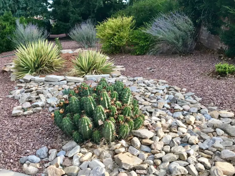 Drought-tolerant plants in a bed with gravel and stones.