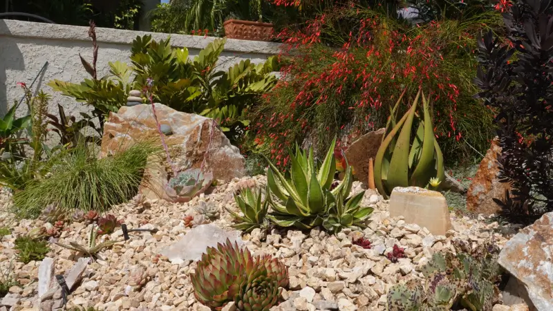 Drought-resistant landscape.