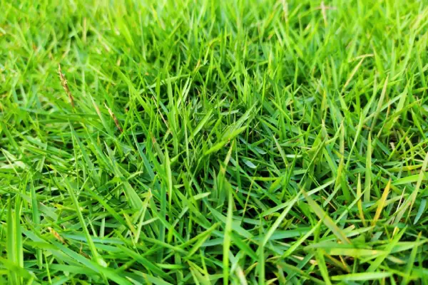 Zoysia grass