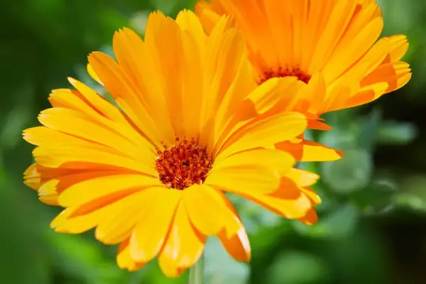 Calendula Flowers.