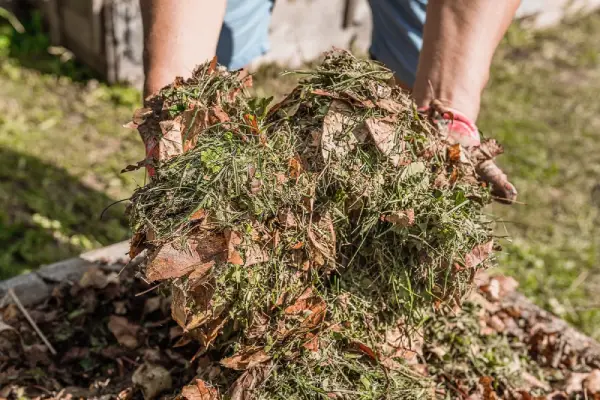 Landscaper holding compost for mulch.