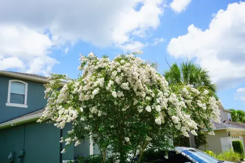 Crape-Myrtle