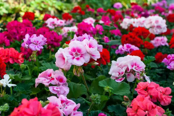 Geranium flowers.