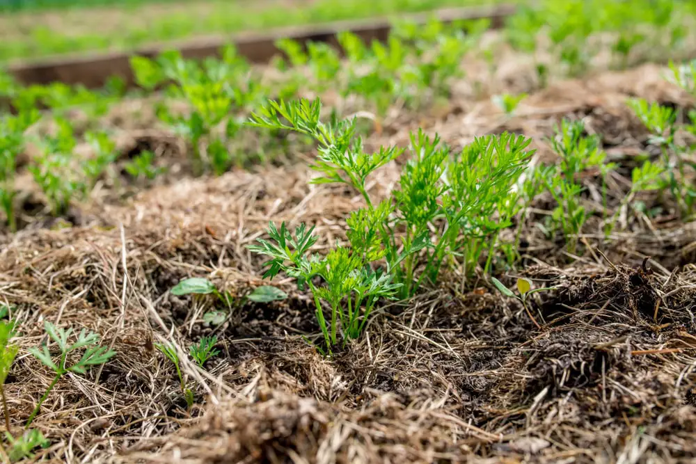 Plants growing with grass clippings