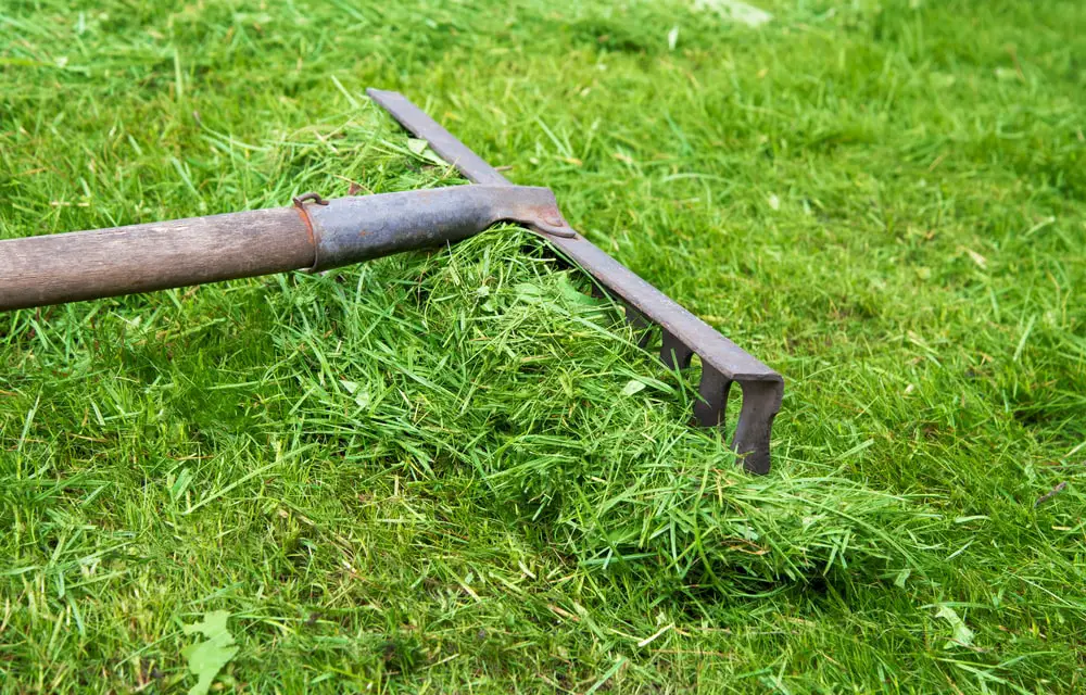 Rake collecting grass clippings