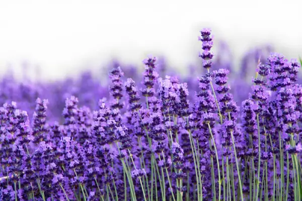 Lavender field.