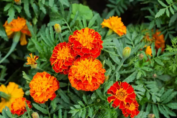 Marigold flowers.