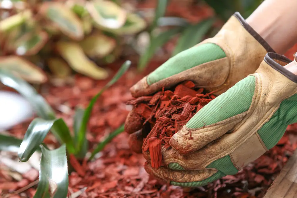 Landscaper applying mulch to garden bed