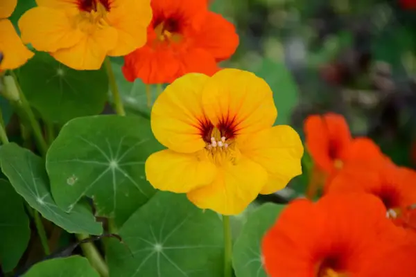 Nasturtium flowers.