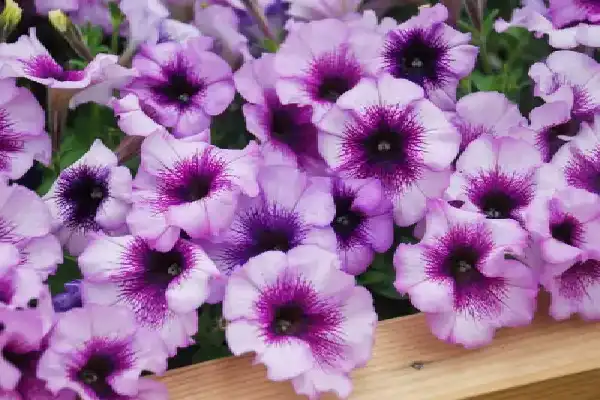 Petunia flowers.