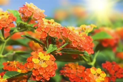 blooming orange flowers