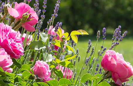 various blooming flowers