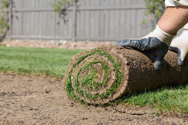 Person wearing white garden gloves rolling out sod for a new lawn.