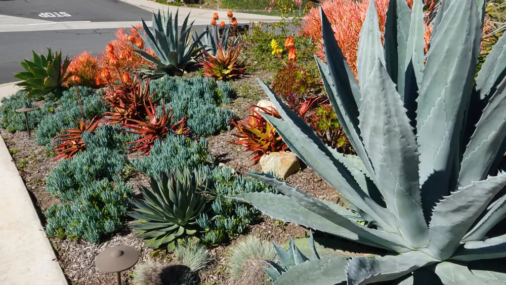 Plants in residential front yard grouped according to water needs