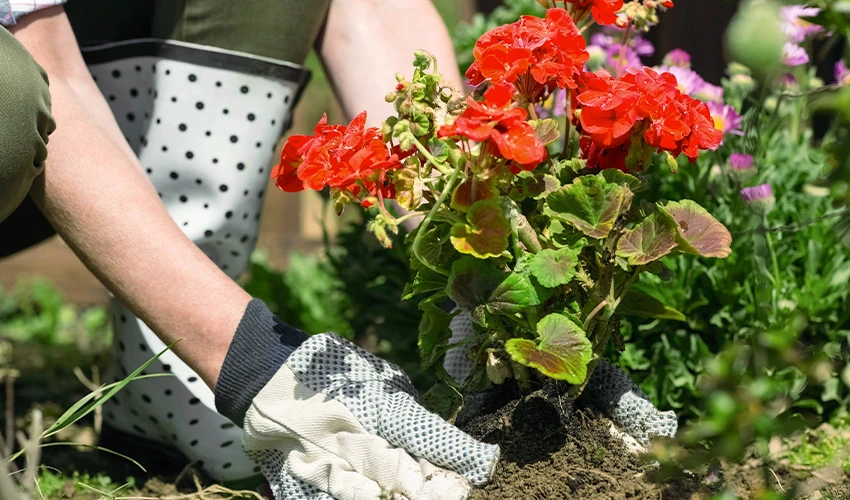 person planting flowers