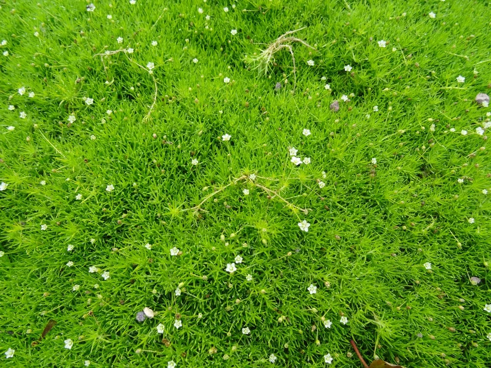 Irish Moss