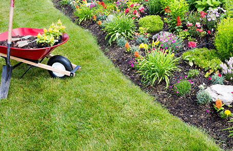 Wheelbarrow on edged lawn with mulch bed.