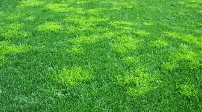 Rough bluegrass lawn. 