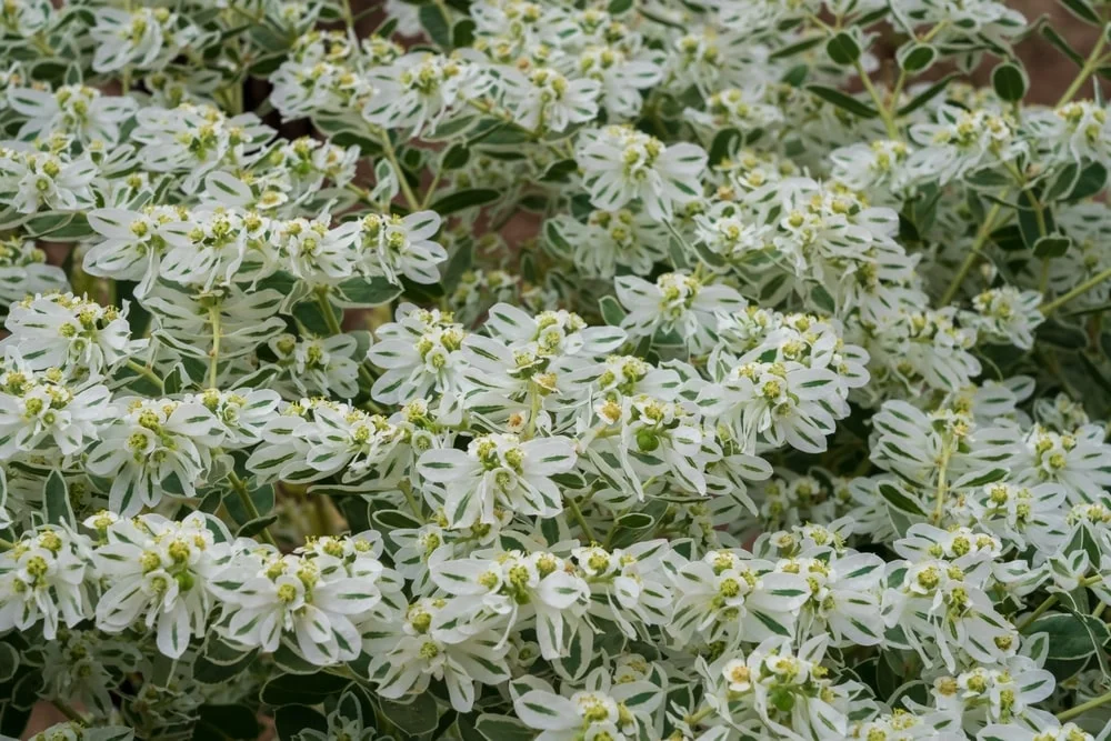 Variegated Snow on the Mountain