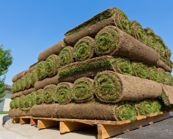 Sod rolls on a wooden pallet.