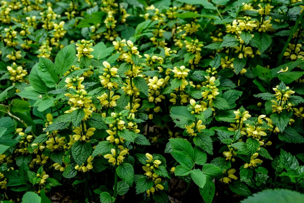 Yellow Archangel